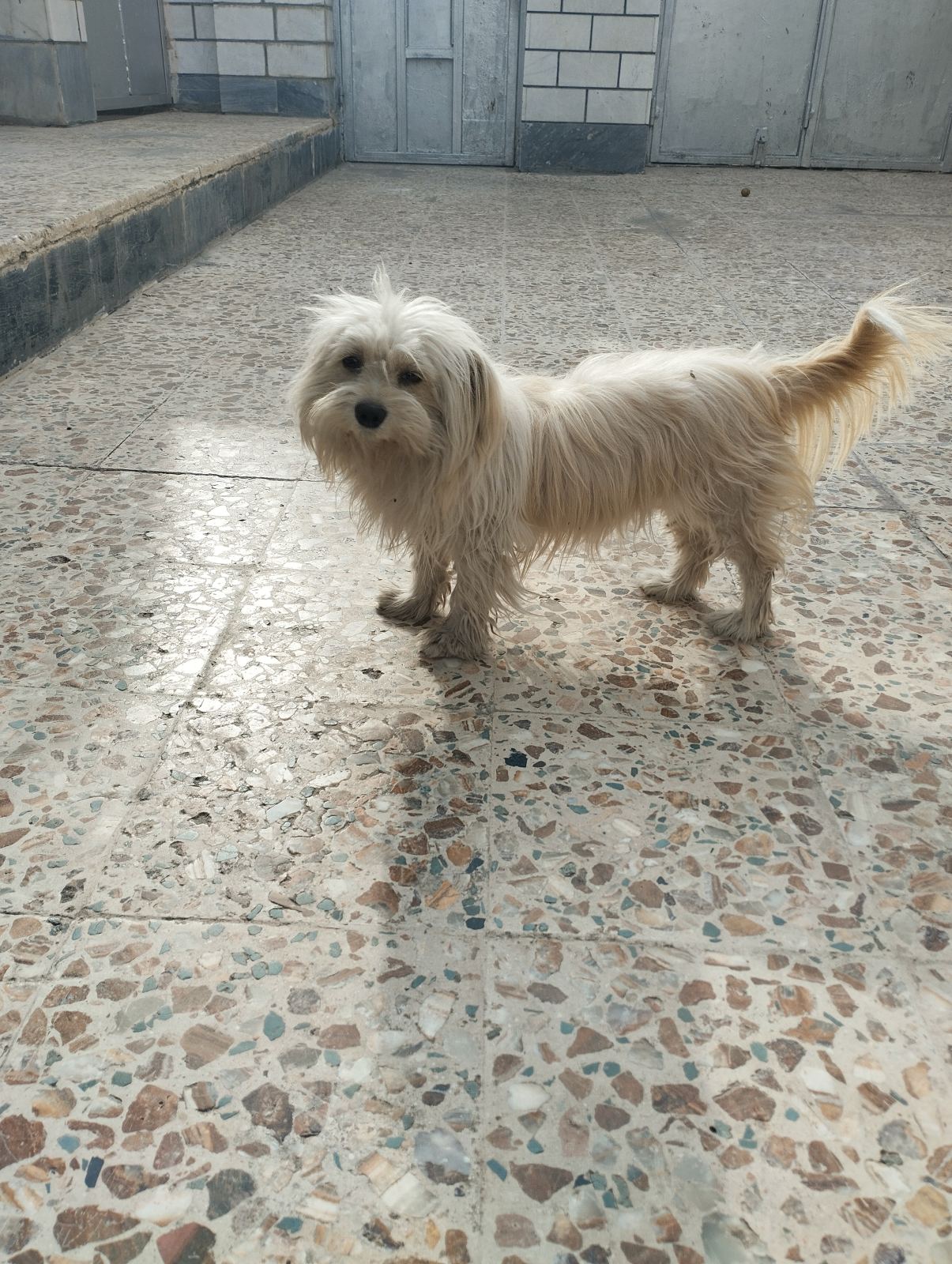 سگ فروشی خوشگل داریم کسی خواست بگه